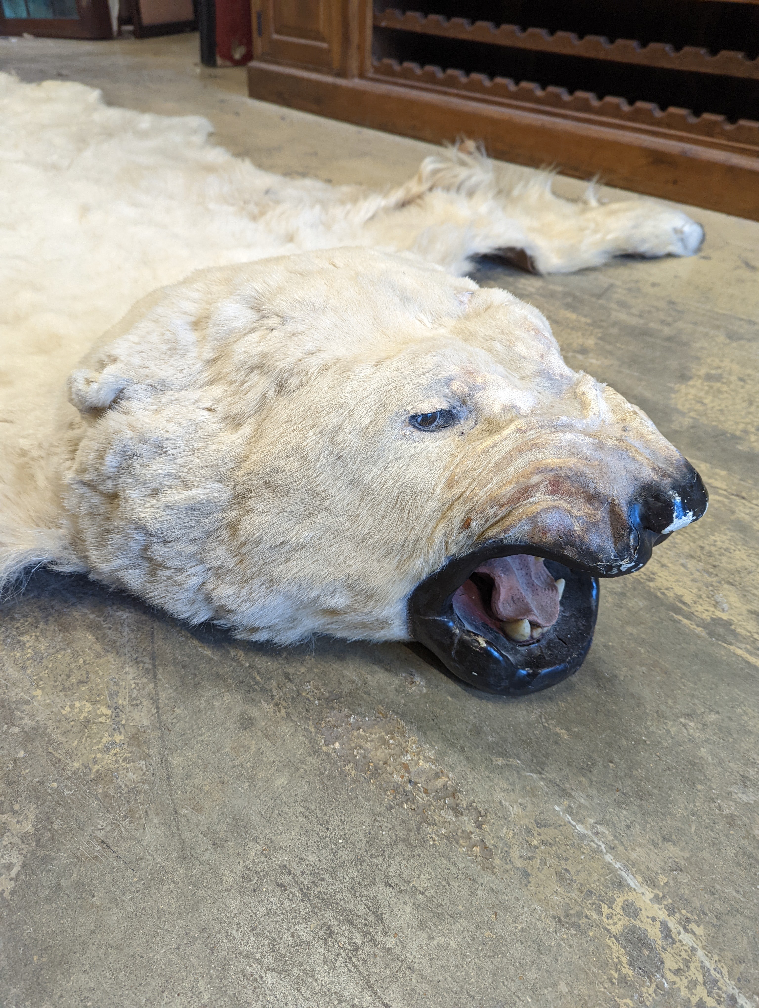 Taxidermy, Polar bear skin (Yrsus Maritimus), a large adult skin rug with head mount, mouth open, pads with claws, backed onto canvas, nose to tail approx. 260cm